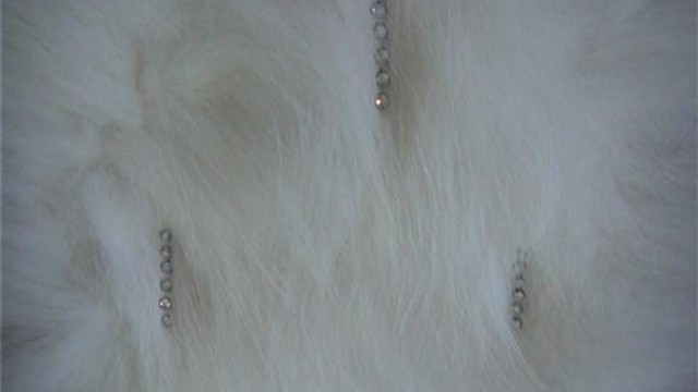 collection 4 strass drops of fox